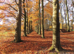 Mosbeekweg